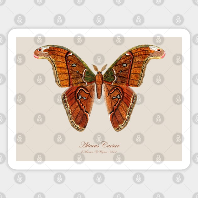 Moth - Attacus Caesar Sticker by SPJE Illustration Photography